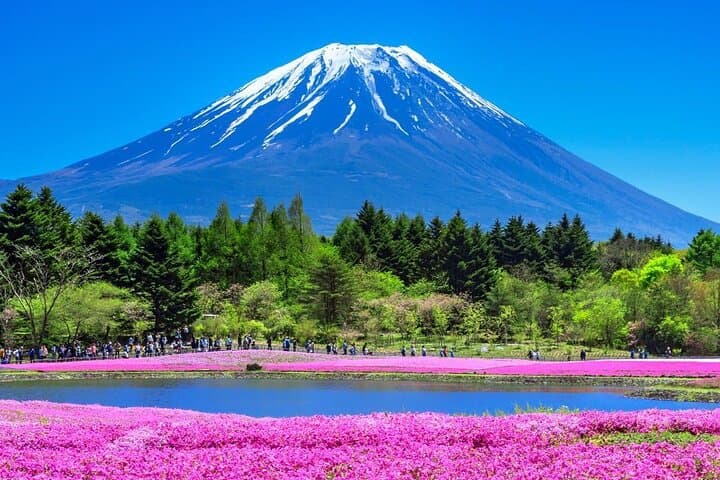 Mount Fuji & Fuji Shibazakura Festival One Day Trip From Tokyo — photo 4