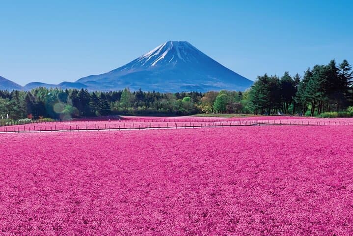 Mount Fuji & Fuji Shibazakura Festival One Day Trip From Tokyo — photo 3