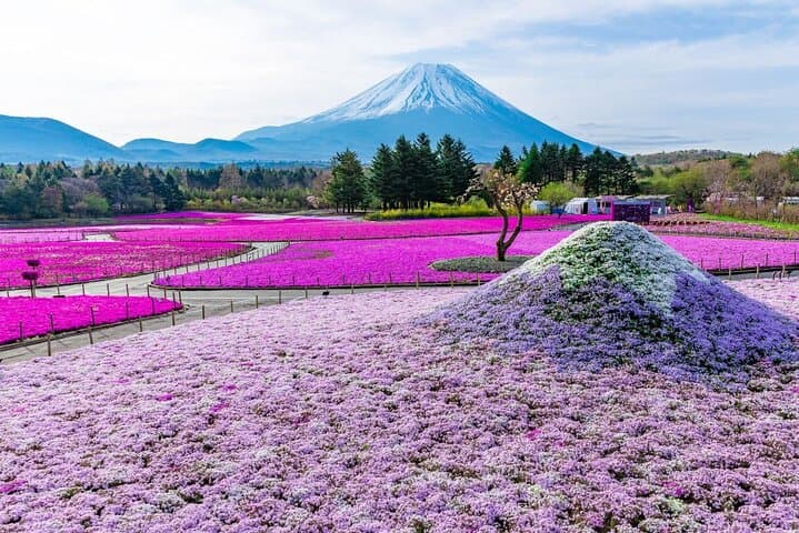 Mount Fuji & Fuji Shibazakura Festival One Day Trip From Tokyo