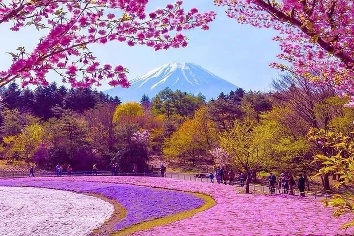 Mount Fuji & Fuji Shibazakura Festival One Day Trip From Tokyo — photo 7
