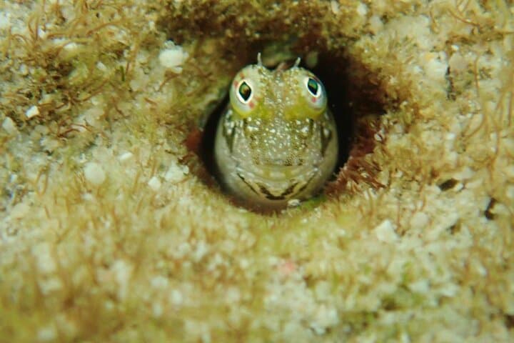 Discover Ishigaki's Hidden Treasures Snorkeling Tour at BlueCave — photo 9