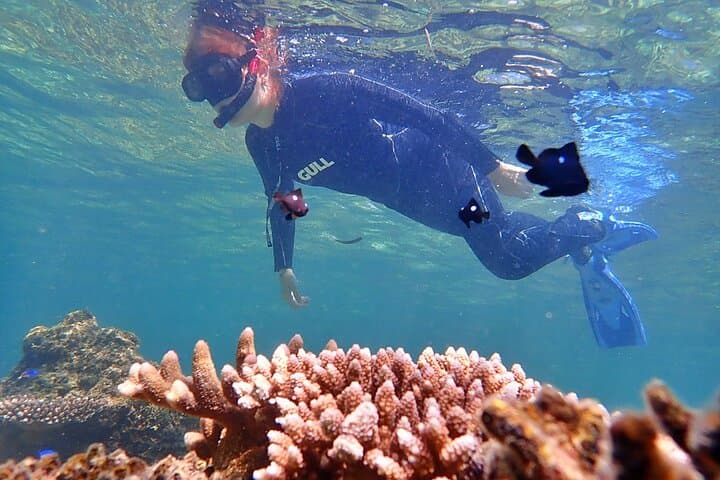 Discover Ishigaki's Hidden Treasures Snorkeling Tour at BlueCave — photo 8