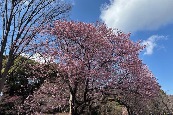 Imperial Palace and East Gardens Private Walking Tour in Tokyo — photo 7