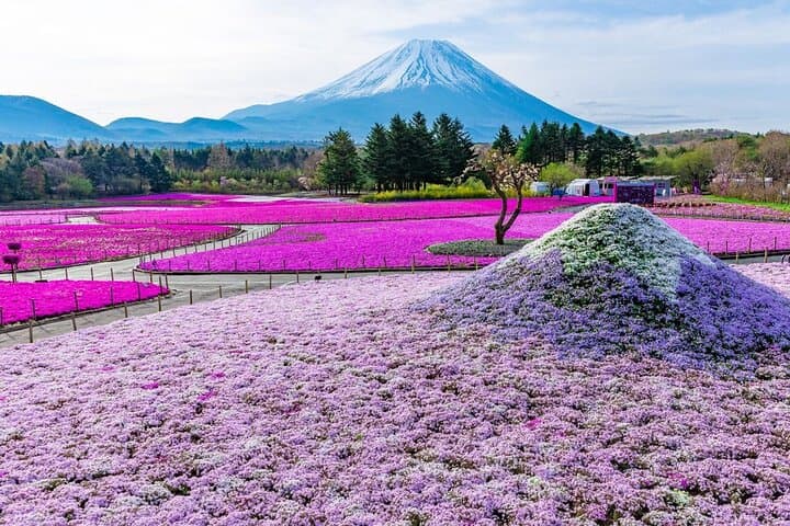 Tokyo Mount Fuji and Hakone Private Day Tour — photo 2