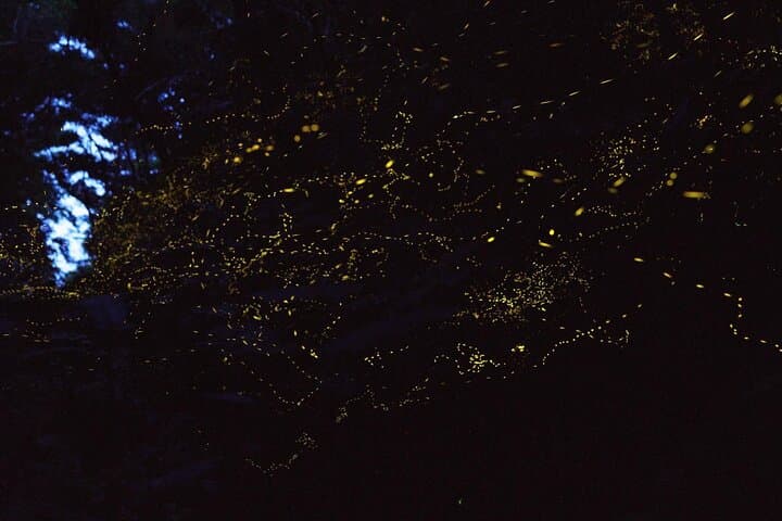 【March-June】Firefly Viewing & Stargazing tour with Official Guide — photo 4