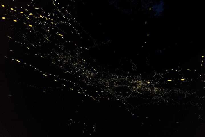 【March-June】Firefly Viewing & Stargazing tour with Official Guide — photo 10