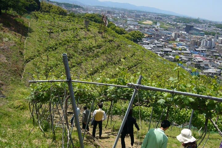 Osaka Winery Tour with Wine Tasting & Vineyard Walk — photo 12