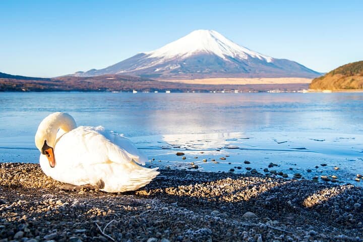 Tokyo: Mount Fuji One Day Trip Lake Kawaguchi & Lake Yamanaka — photo 4