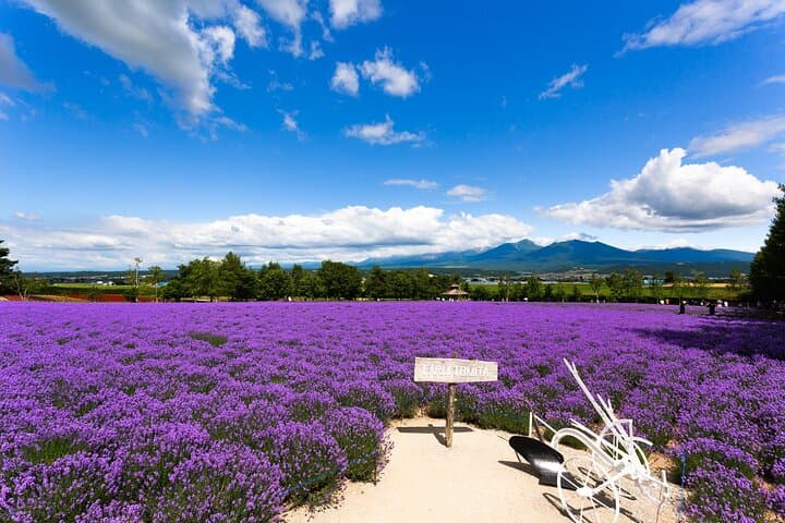 Exploring Asahiyama Zoo Biei Blue Pond Flower Fields of Furano — photo 5