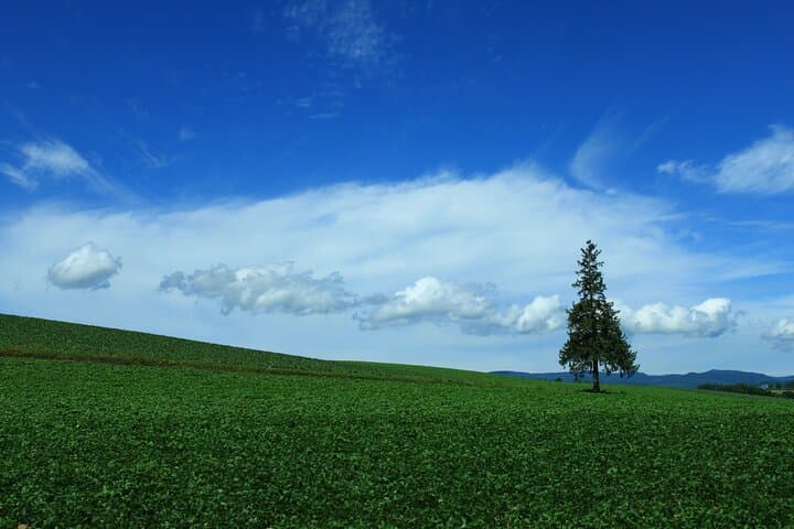 Exploring Asahiyama Zoo Biei Blue Pond Flower Fields of Furano — photo 6