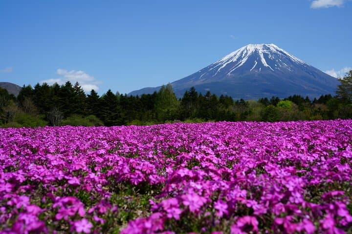 Half-Day Mt. Fuji Scenic Drive: 3-Hour Tour — photo 14