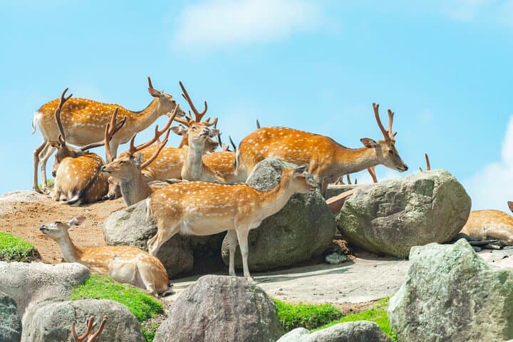 Yufuin Kyushu Wildlife Park Beppu Jigoku Day Tour from Fukuoka — photo 5