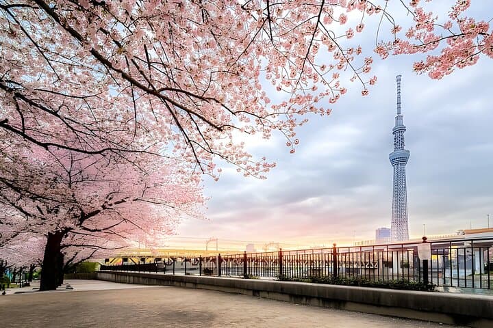 Best of Tokyo Private Tour English Driver &Customizable Itinerary — photo 4