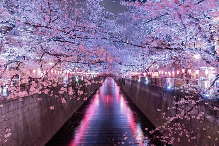 Best of Tokyo Private Tour English Driver &Customizable Itinerary — photo 7