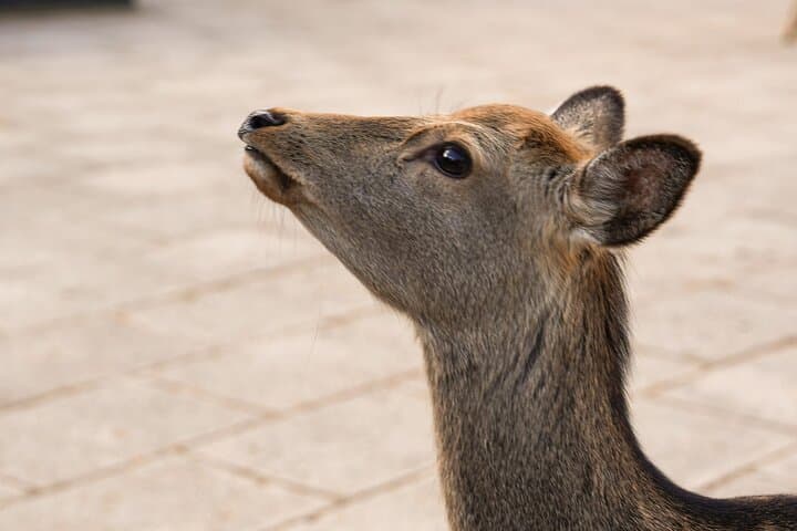 Nara and Osaka Highlights Private Day Trip with a Chartered Car — photo 14