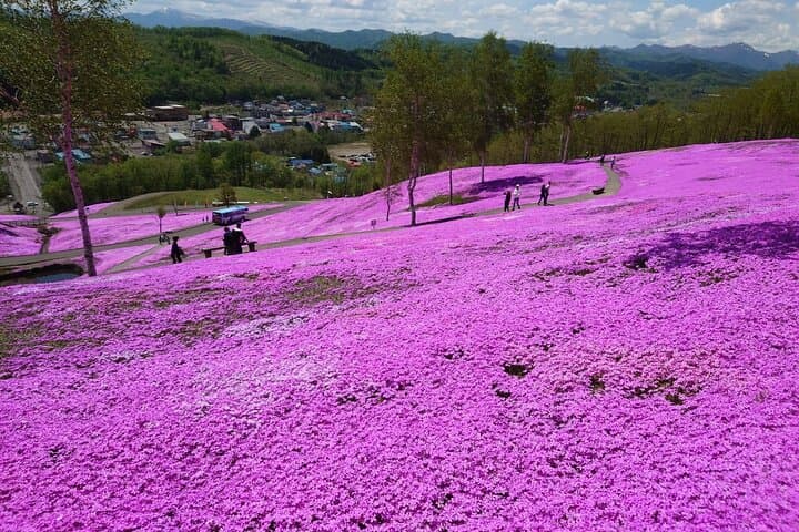 [Shibazakura / Tulip] Going by private car, Shibazakura Takinoue Park and Kamiyubetsu Tulip Park (from Sapporo) — photo 8