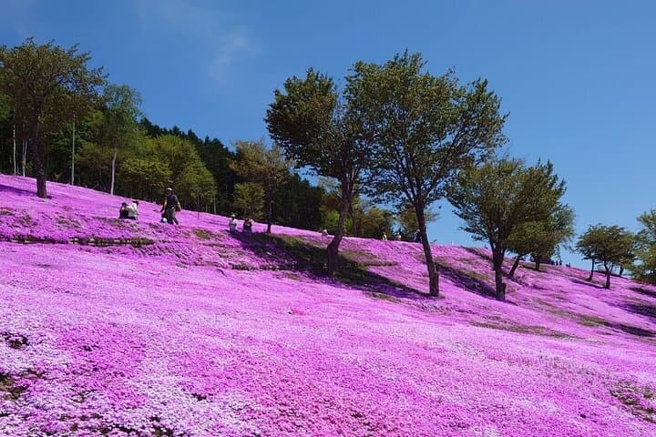 [Shibazakura / Tulip] Going by private car, Shibazakura Takinoue Park and Kamiyubetsu Tulip Park (from Sapporo) — photo 9