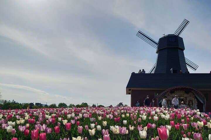 [Shibazakura / Tulip] Going by private car, Shibazakura Takinoue Park and Kamiyubetsu Tulip Park (from Sapporo) — photo 18