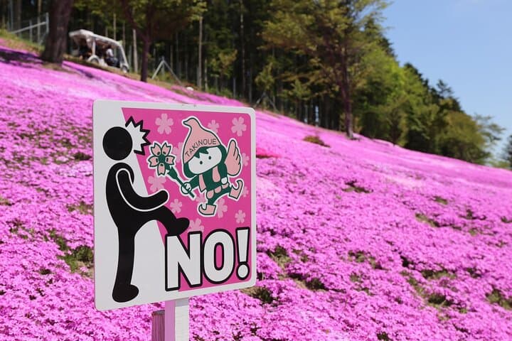[Shibazakura / Tulip] Going by private car, Shibazakura Takinoue Park and Kamiyubetsu Tulip Park (from Sapporo) — photo 10