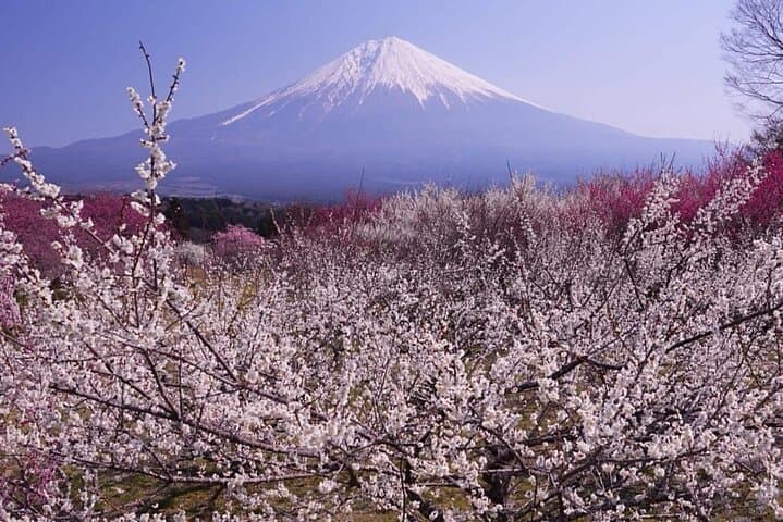 Mt fuji & Hakone customizable day tour w/ English speaking driver — photo 9