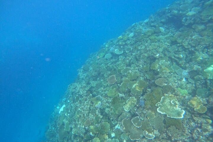 Okinawa West Coast 3-Hour Paddle-boarding adventures — photo 14