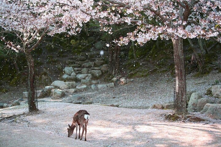 Hiroshima & Miyajima by Bullet Train from Tokyo — photo 15