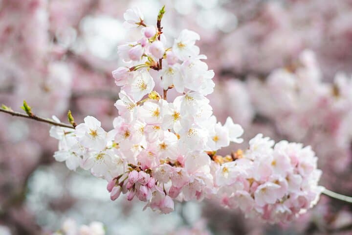 Tokyo Cherry Blossom Matcha Experience in Yoyogi Park (Shibuya) — photo 8