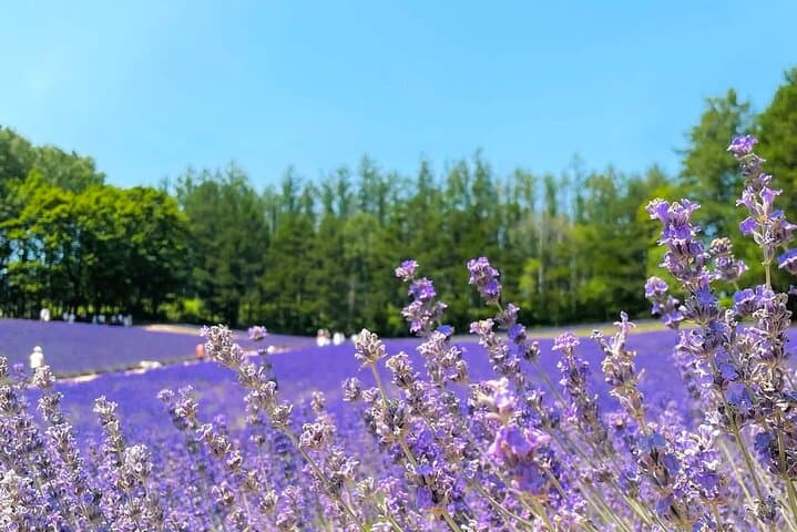 Farm Tomita Shikisai Hill Blue pond with optional Buffet| Sapporo — photo 9