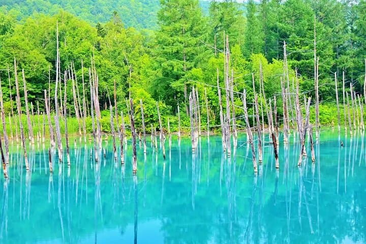 Farm Tomita Shikisai Hill Blue pond with optional Buffet| Sapporo — photo 2