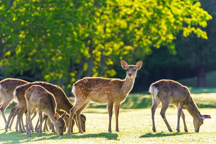 Best of Kyoto and Nara Highlights Day Tour from Osaka (7~9 spots) — photo 3