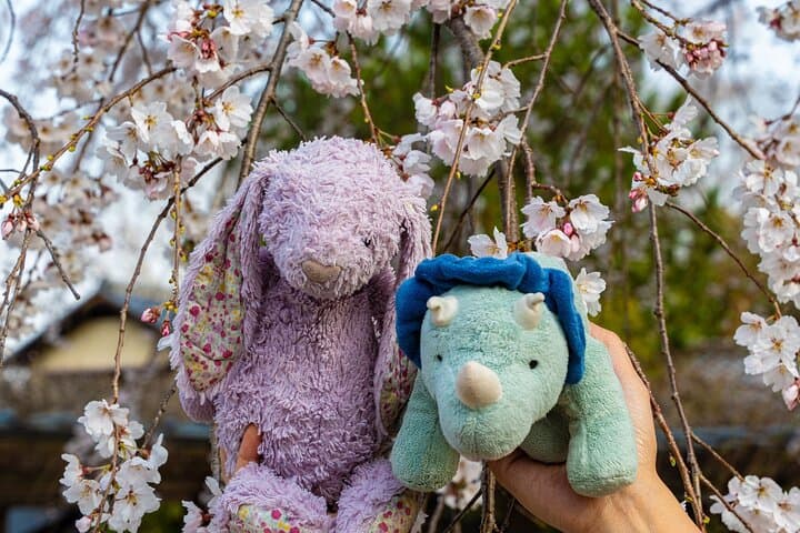 Sakura Season Photoshoot Experience in Kyoto — photo 11