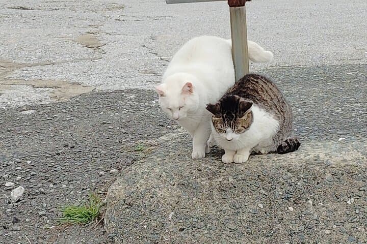 Ainoshima Island Tour - Cats, History and Nature from Hakata — photo 11