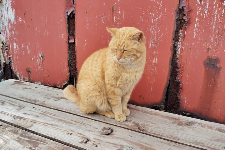 Ainoshima Island Tour - Cats, History and Nature from Hakata — photo 7