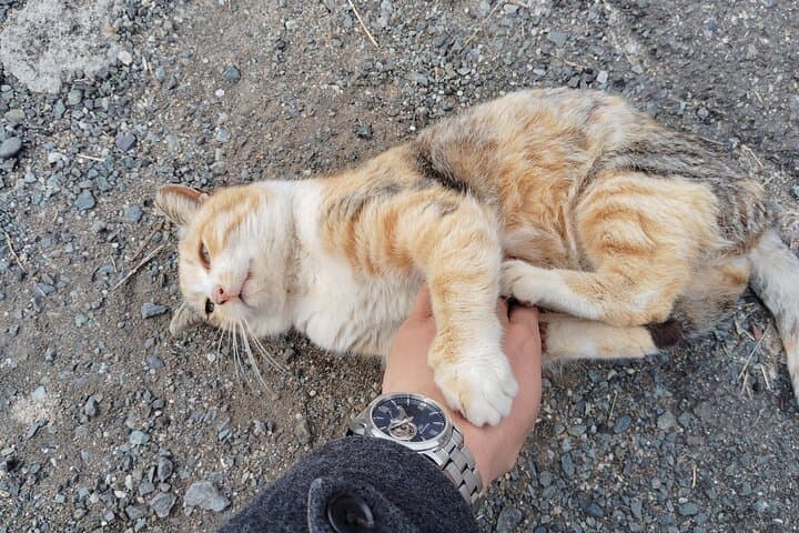 Ainoshima Island Tour - Cats, History and Nature from Hakata — photo 6