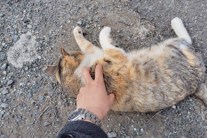 Ainoshima Island Tour - Cats, History and Nature from Hakata — photo 12