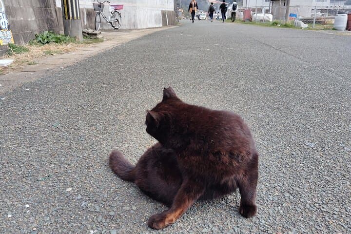 Ainoshima Island Tour - Cats, History and Nature from Hakata — photo 18