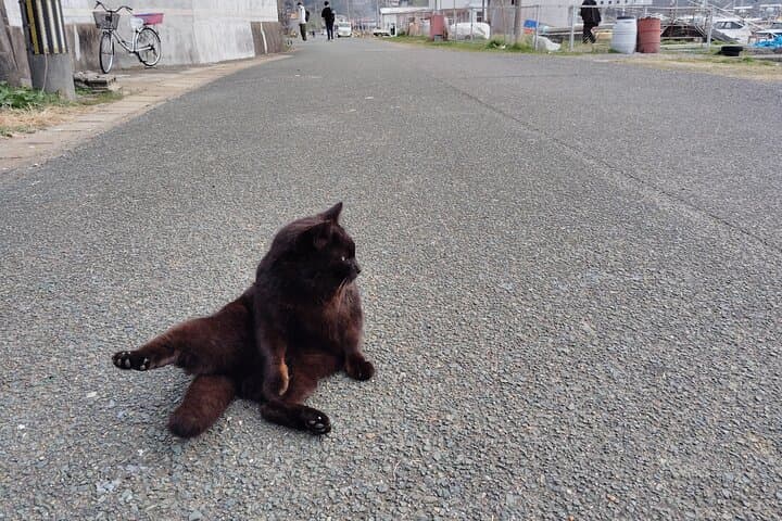 Ainoshima Island Private Cat Tour with Ferry Ride — photo 15