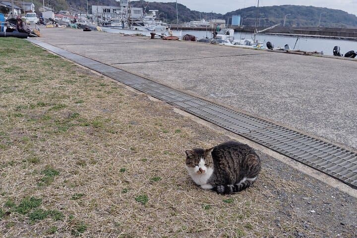 Ainoshima Island Private Cat Tour with Ferry Ride — photo 6