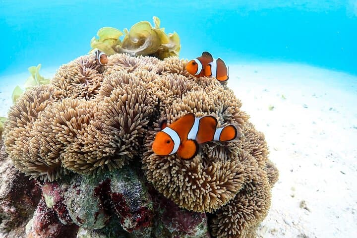 Okinawa Snorkeling Tour Experience — photo 5