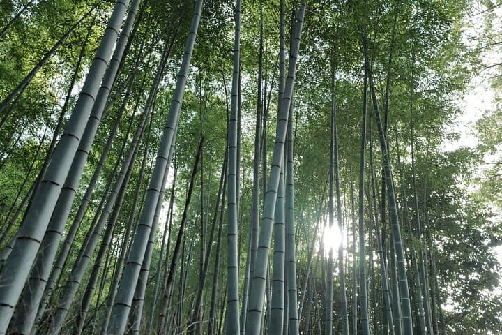 Kyoto Early Morning Tour with Korean Speaking Guide — photo 10
