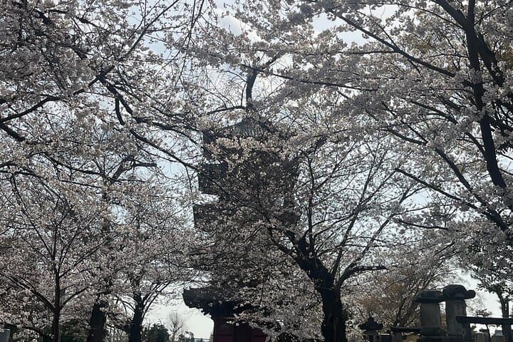 Historic Temple・traditional Japanese garden＆ Eating around at a shopping strip — photo 8