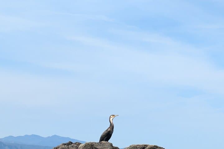 Sea Kayaking Tour – Otaru Coastal Adventure — photo 12