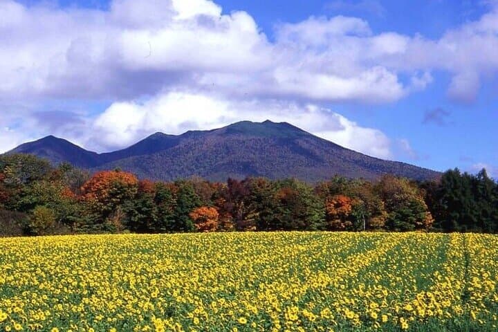 Furano & Biei Customised Private Day Tour (Up to 8 Pax / 9 Hours) — photo 4