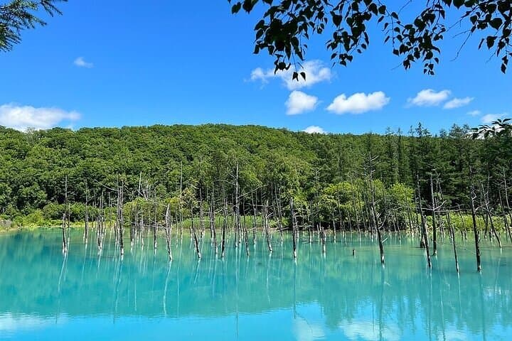 Furano & Biei Customised Private Day Tour (Up to 8 Pax / 9 Hours) — photo 5
