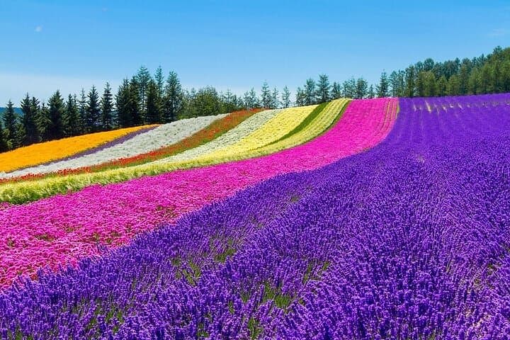 Furano & Biei Customised Private Day Tour (Up to 8 Pax / 9 Hours)