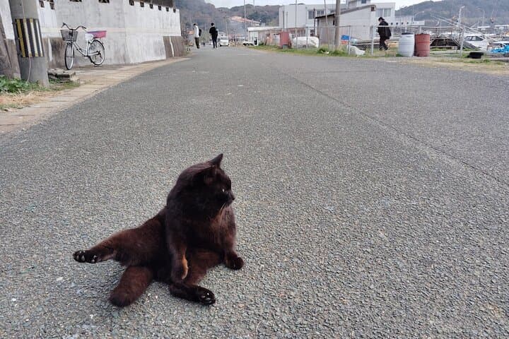 Ainoshima Island Tour - Cats, History and Nature from Hakata — photo 10