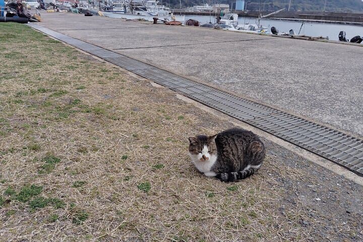 Ainoshima Island Tour - Cats, History and Nature from Hakata — photo 13