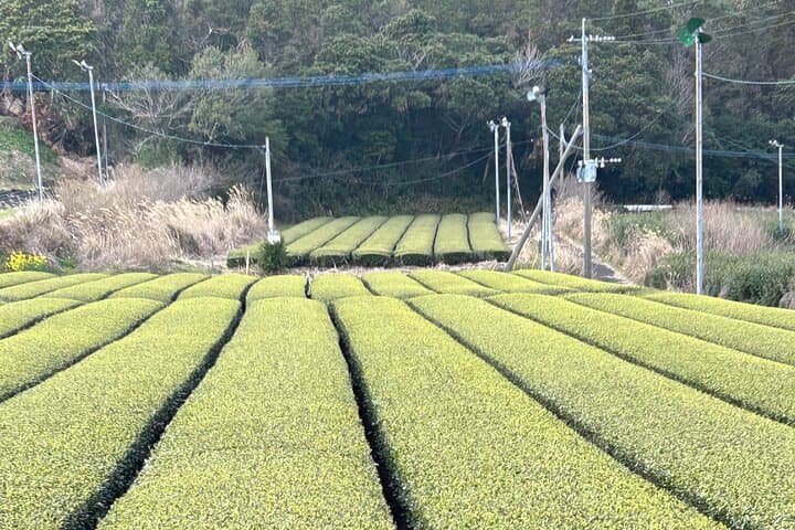 Private Day Tour in Kagoshima — photo 4