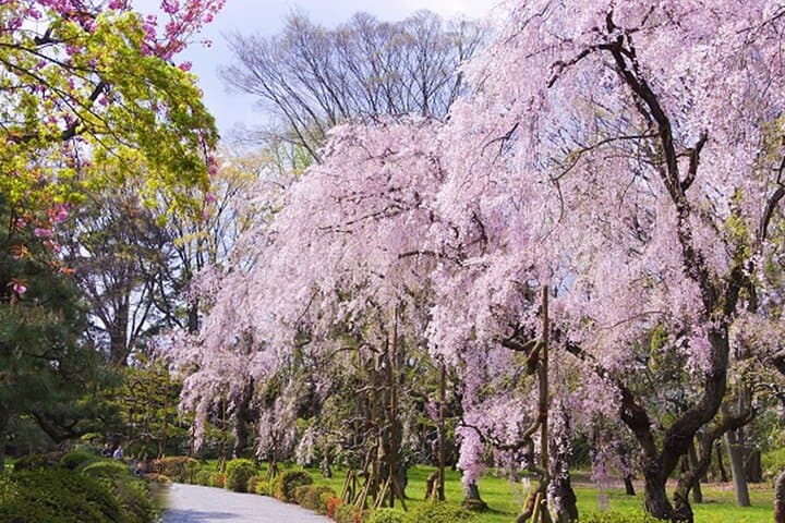 Kyoto: Nijo Castle World Heritage Guided Tour with Admission — photo 10