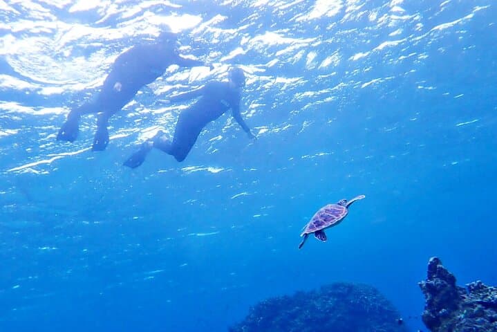 Discover Ishigaki's Hidden Treasures Snorkeling Tour at BlueCave — photo 15